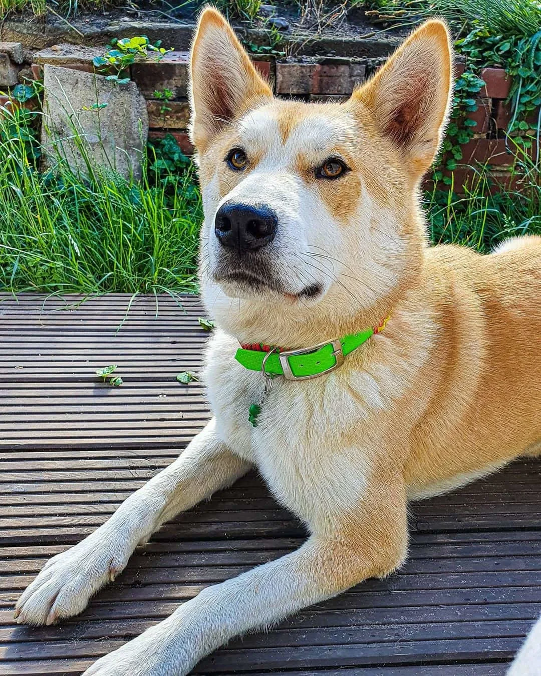 beautiful Shiba Inu Husky Mix dog lying outdoor