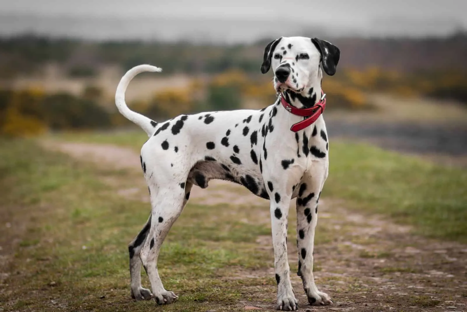 beautiful dalmatian dog outdoor