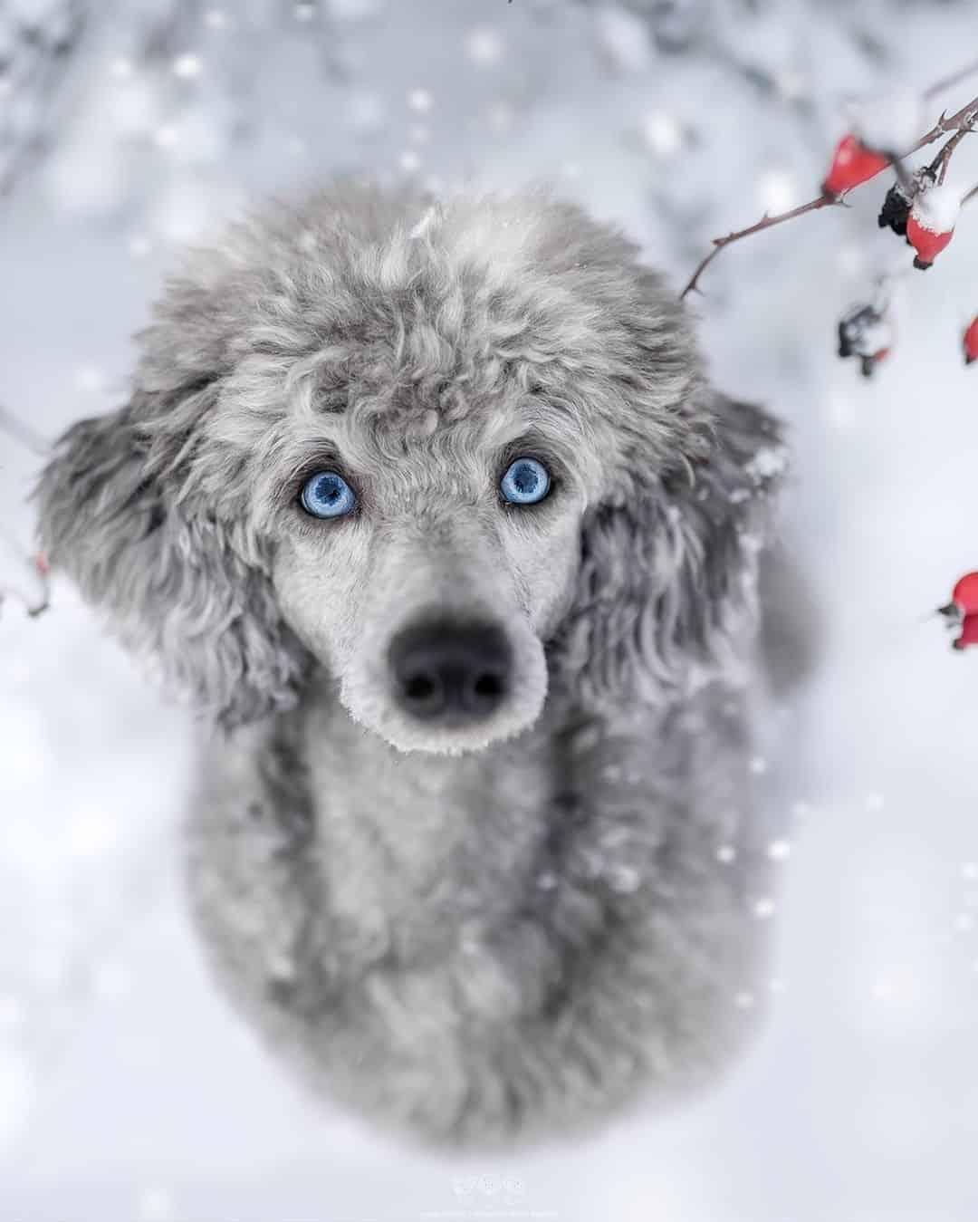 beautiful poodle dog with blue eyes