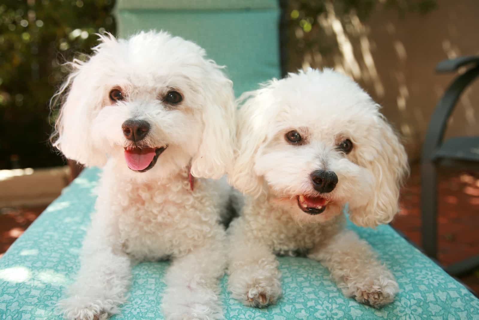 beautiful pure breed bichon frise dogs