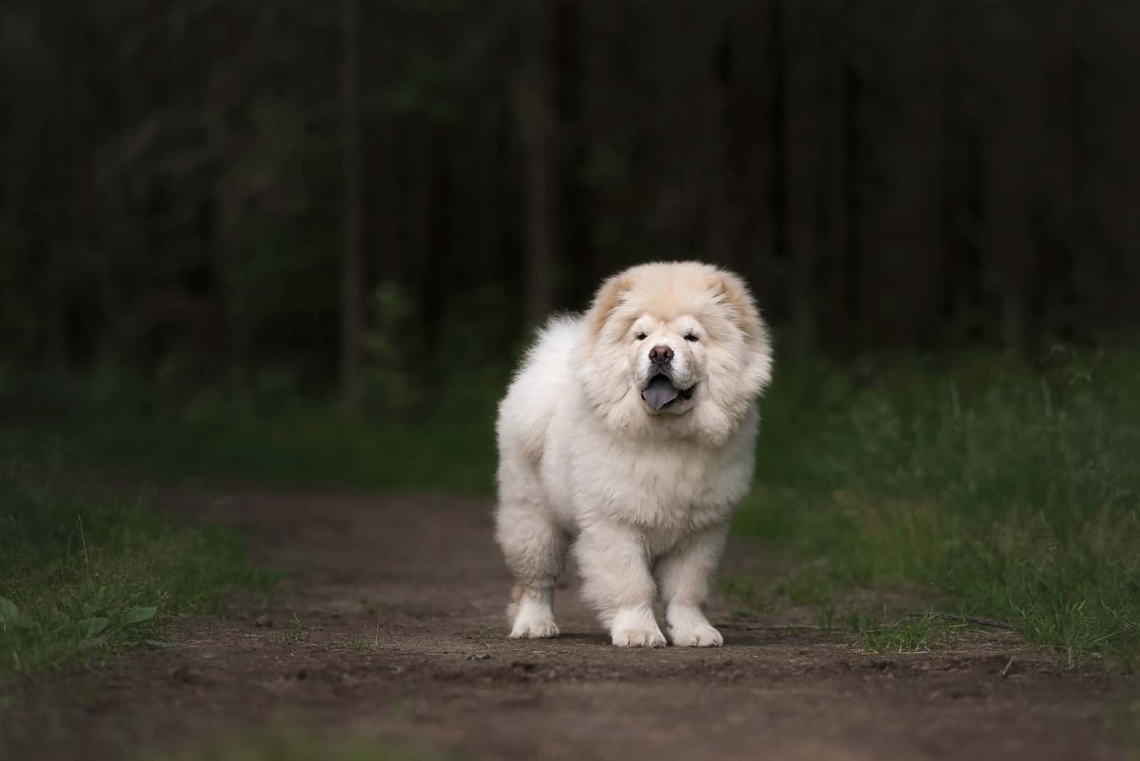 beautiful white chow chow dog