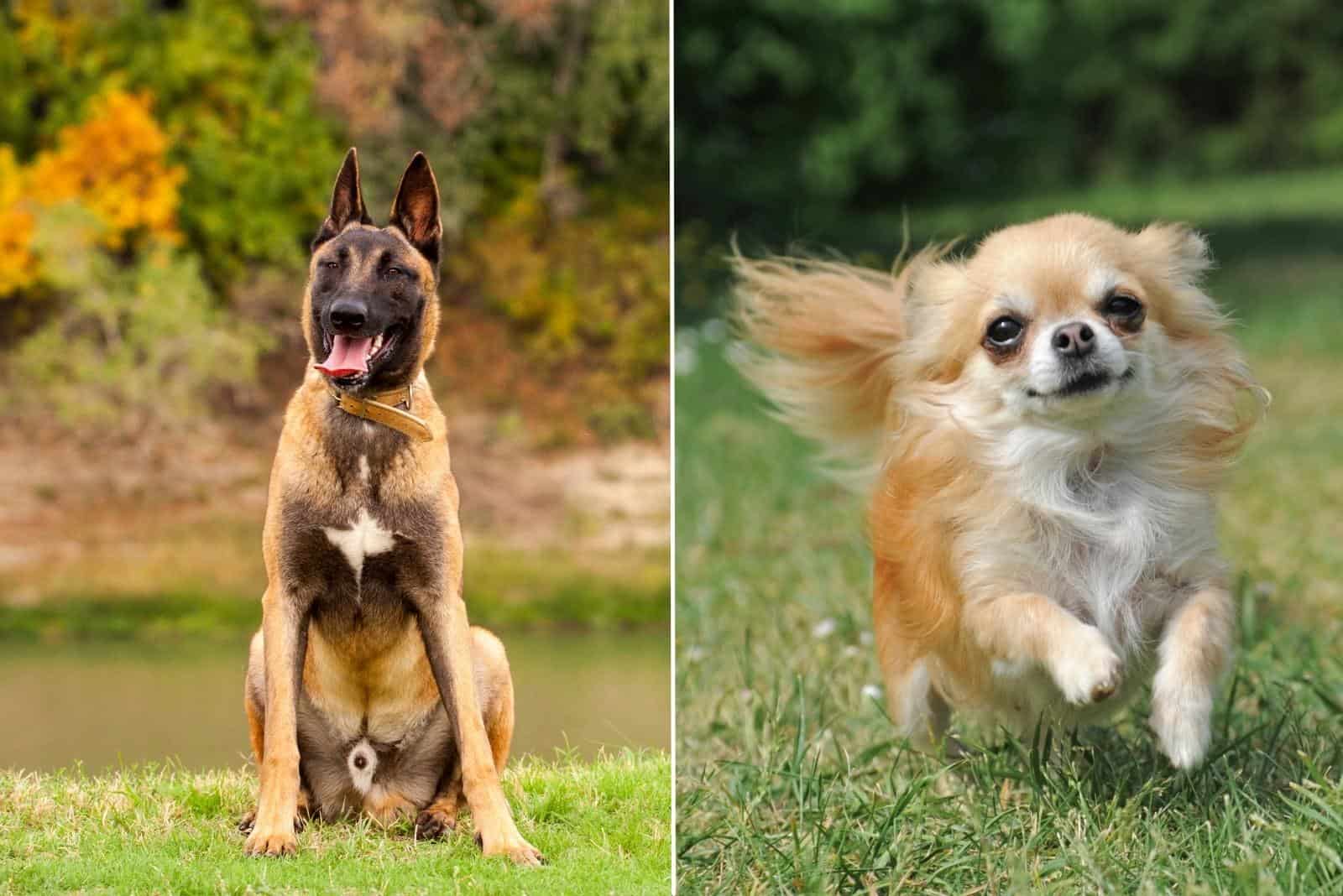 belgian malinois and chihuahua