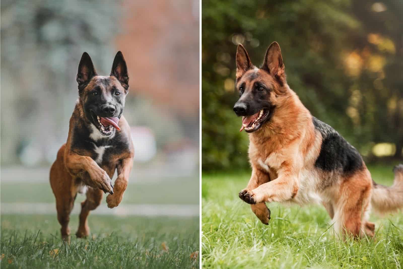 belgian malinois and german shepherd