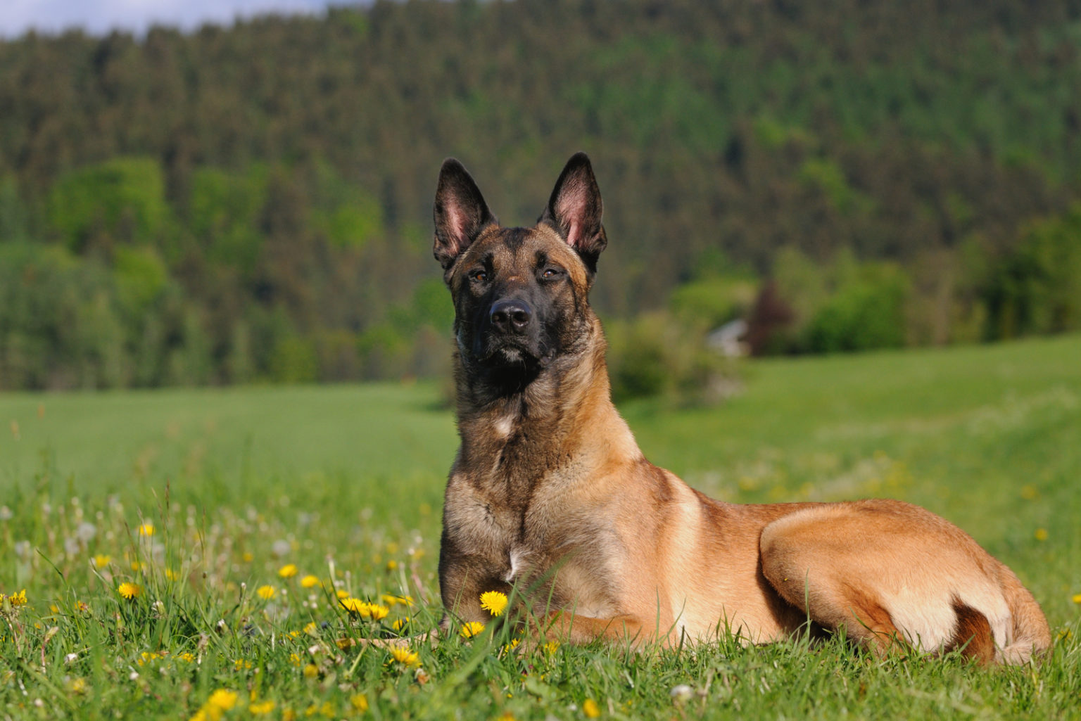 10+ Belgian Malinois Colors All Options Explained