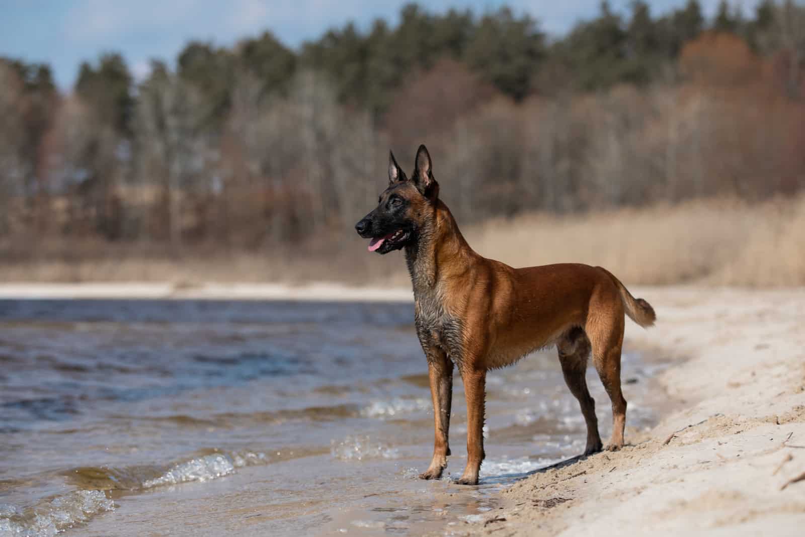 belgian malinois dog standing on the sand