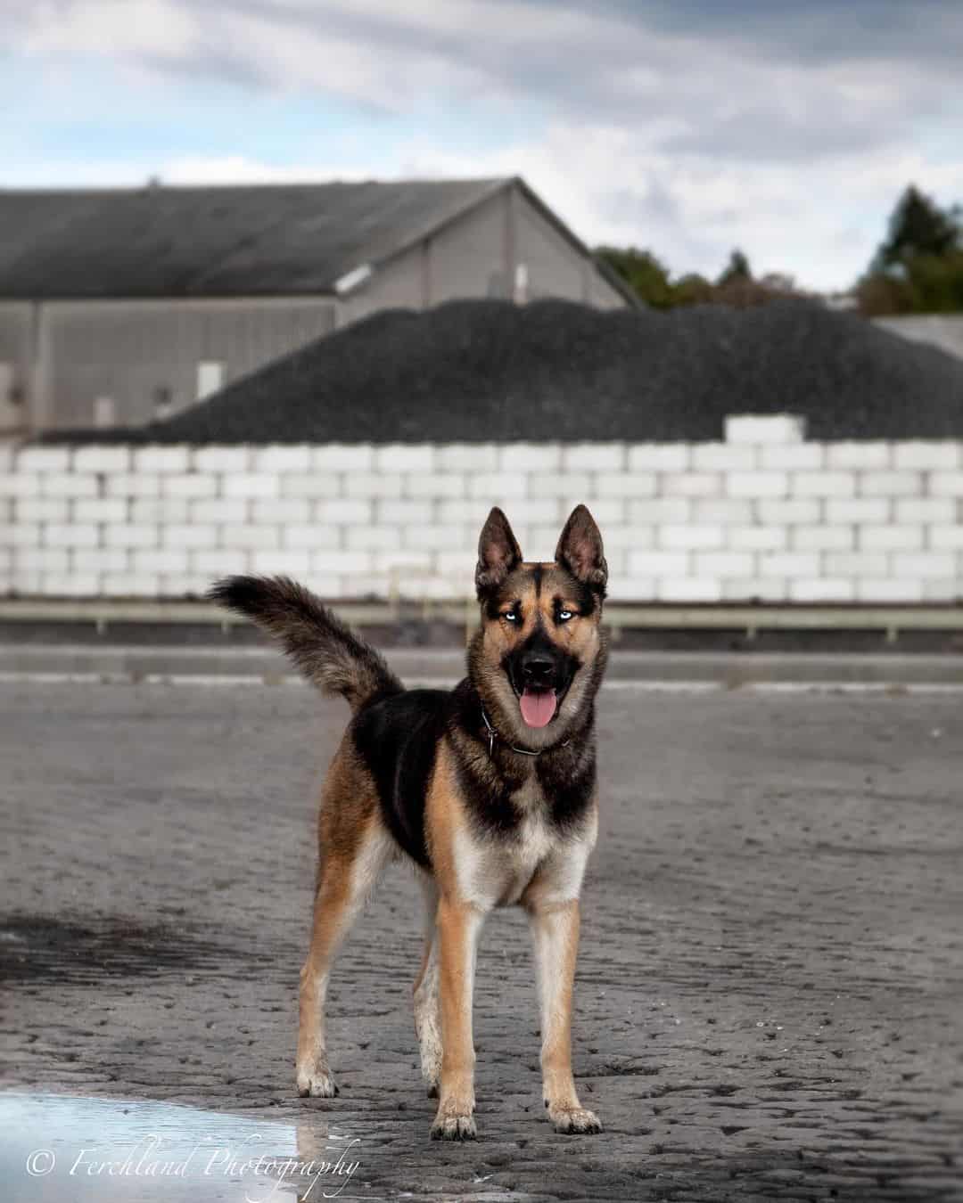 belgian malinois husky mix