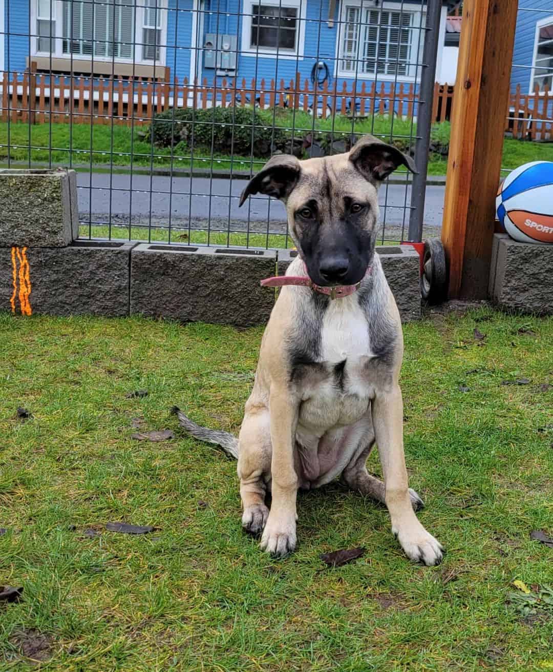 belgian malinois terrier mix