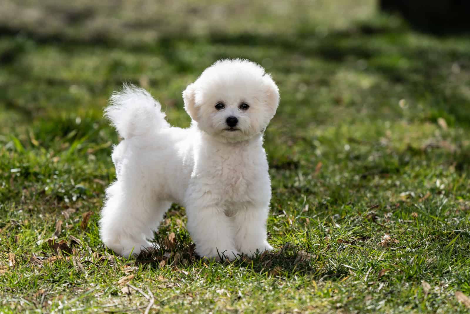 bichon frise on the grass