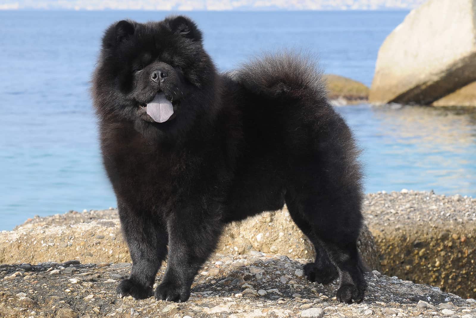 black Chow Chow dog standing by the lake