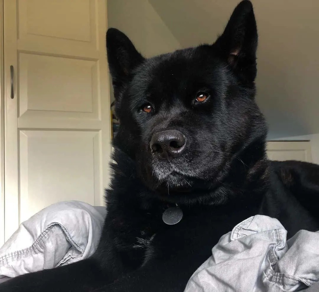 black akita dog lying on the bed