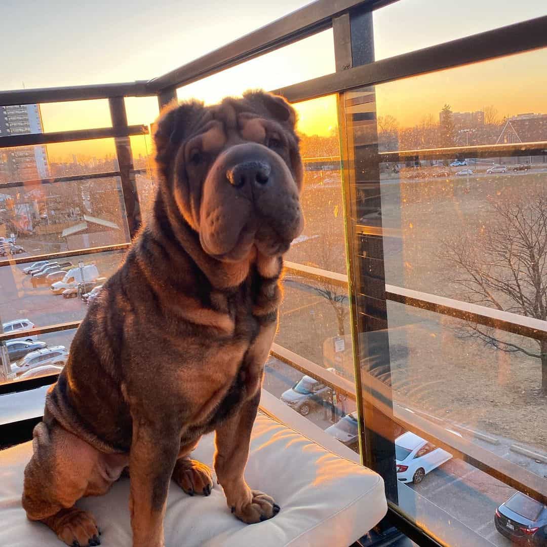 black sable shar pei