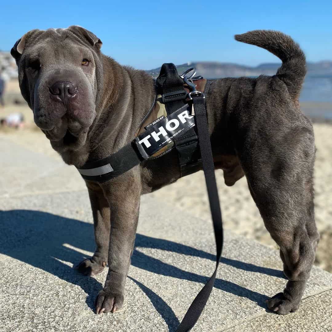 blue dilute shar pei