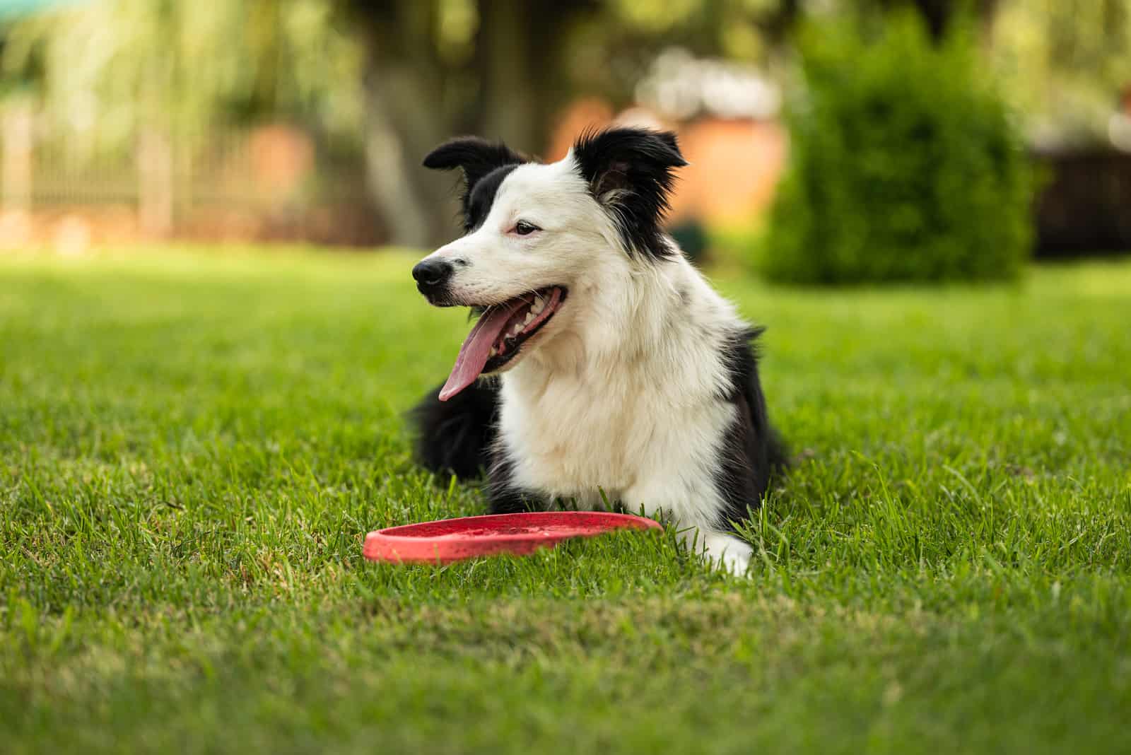 border collie lying on grass with frisbee