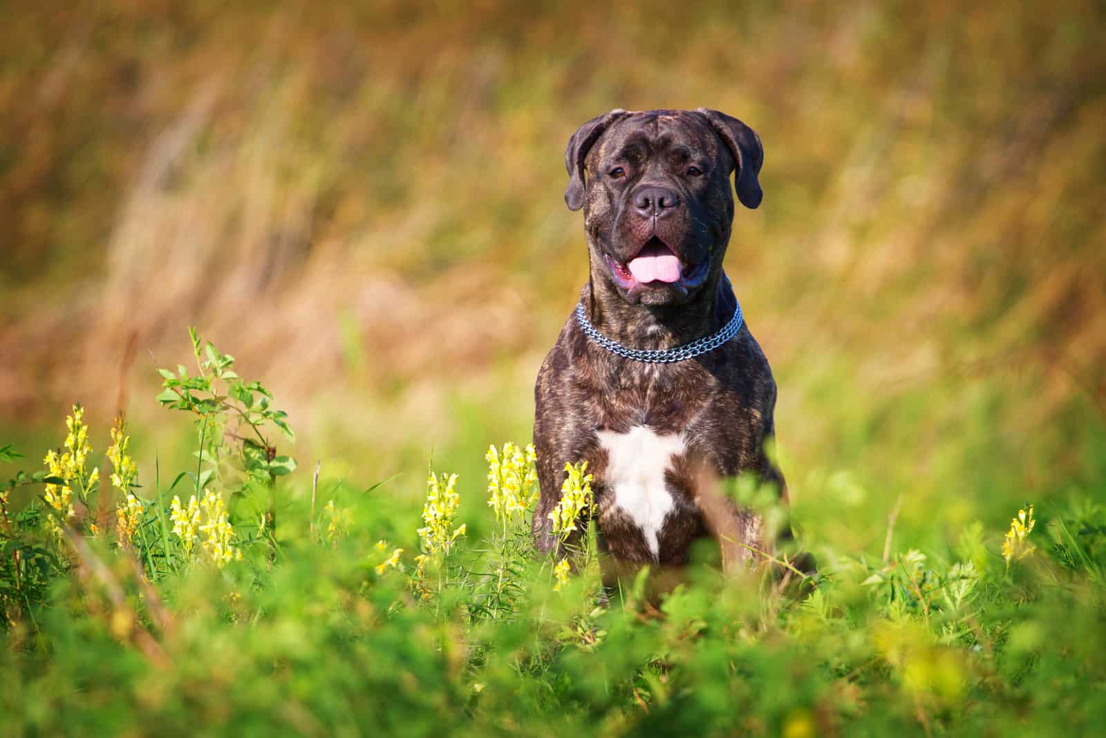 brindle bullmastiff dog in nature