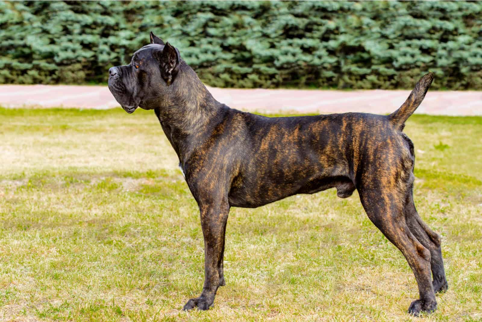 Cane Corso Boxer Mix Everything We Know About It