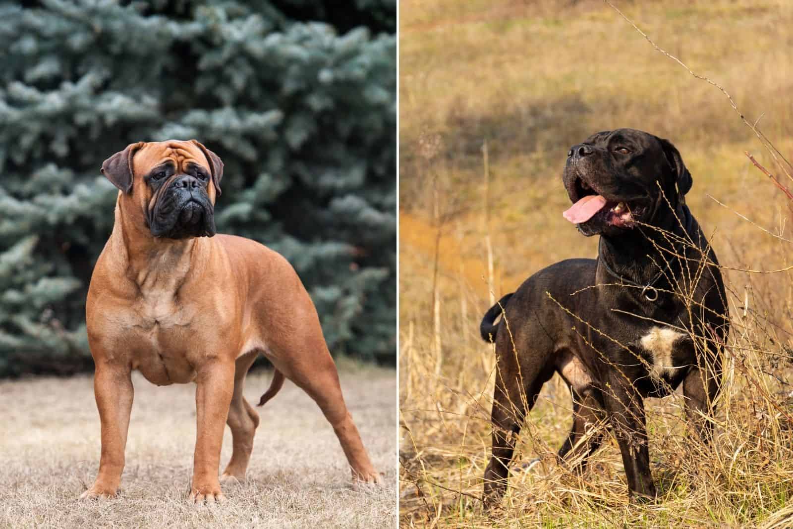 bull mastiff and cane corso dogs