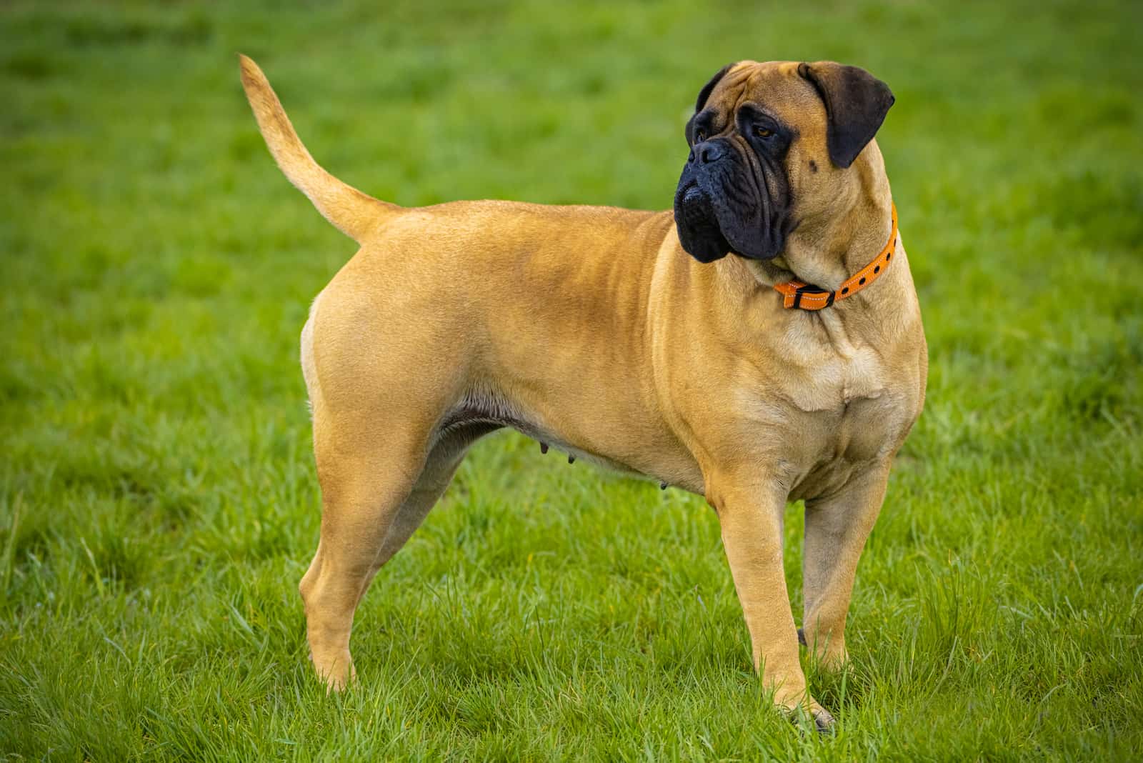 bullmastiff dog in nature