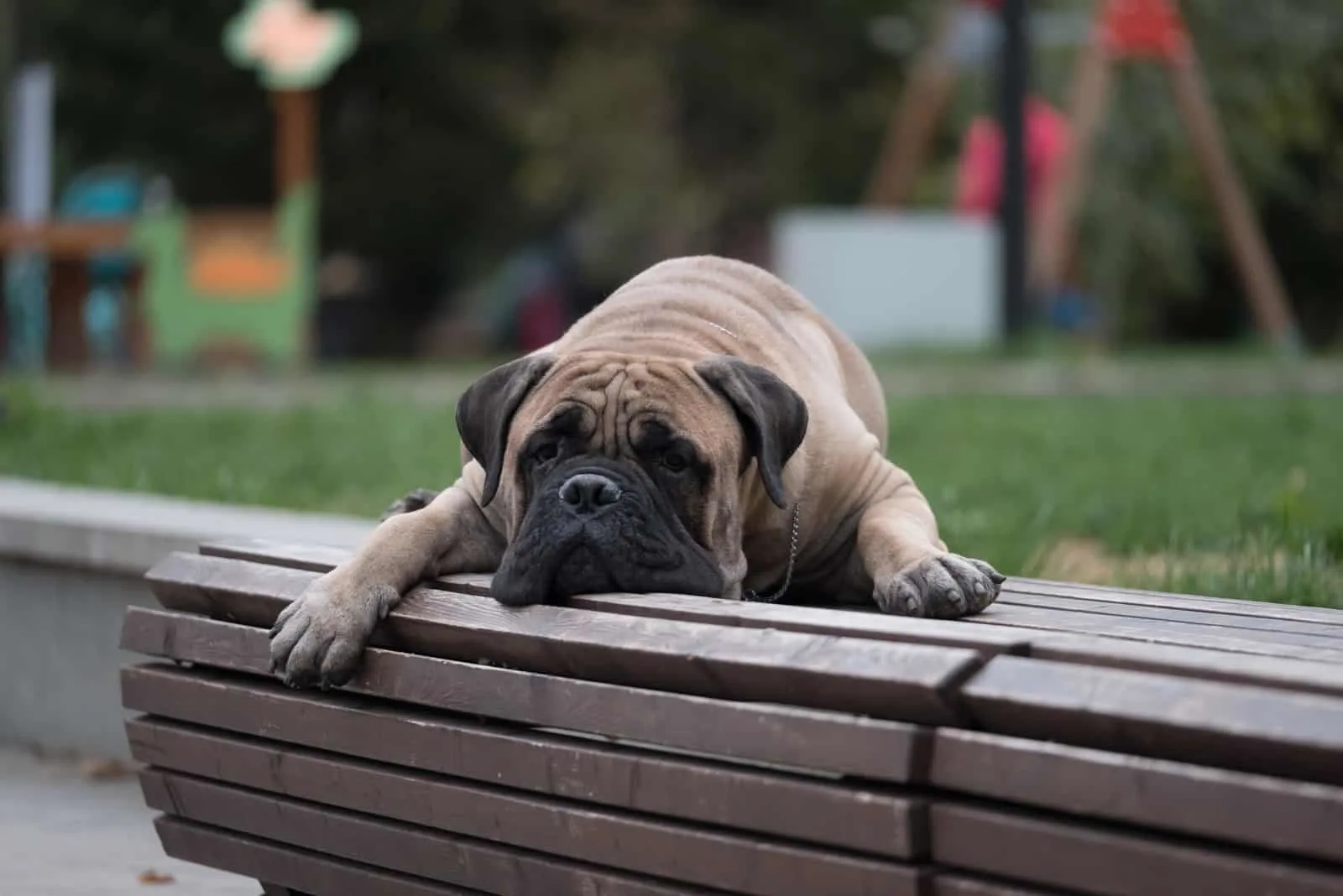 bullmastiff dog lying on the bench in park