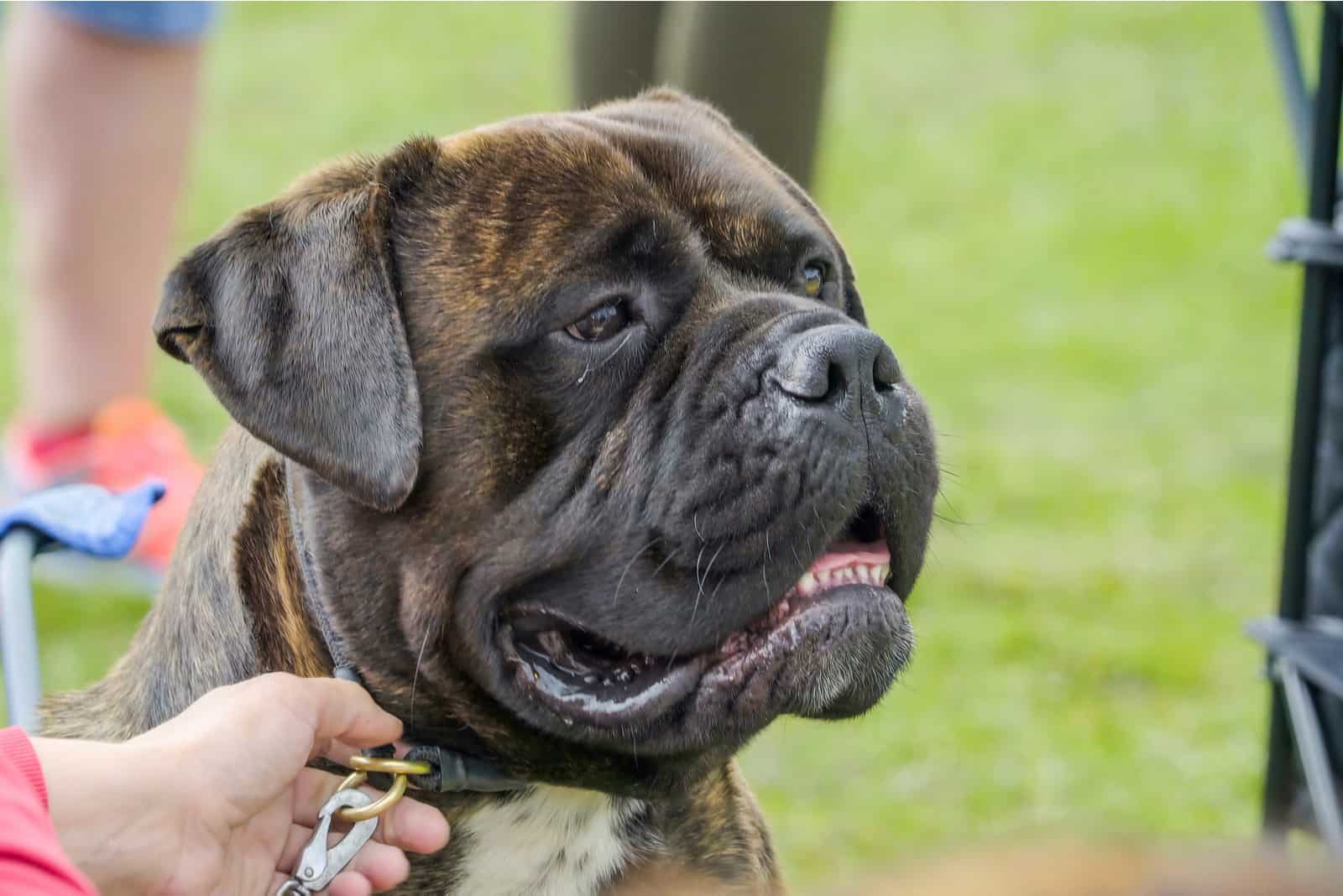 are bullmastiff dogs dangerous