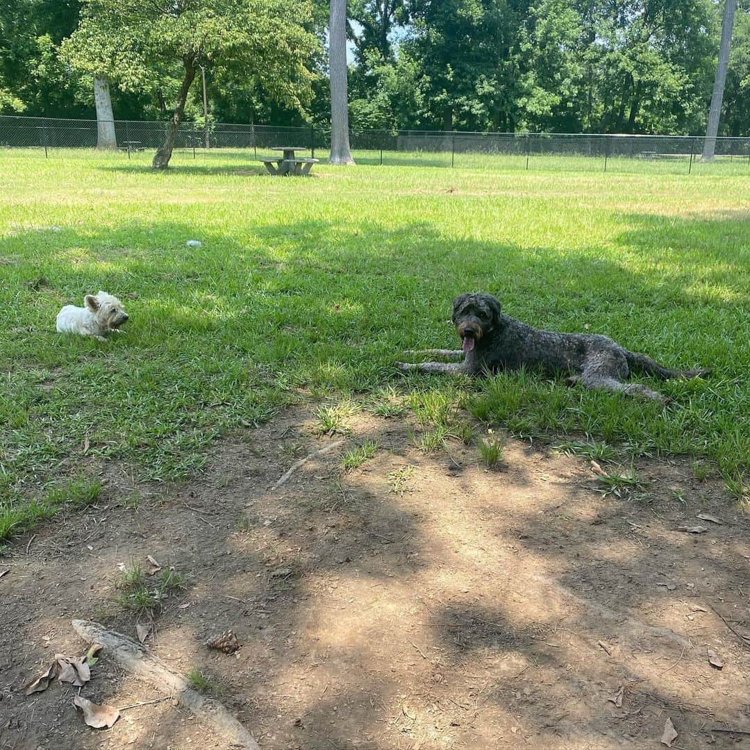 cane cordle enjoying in the park