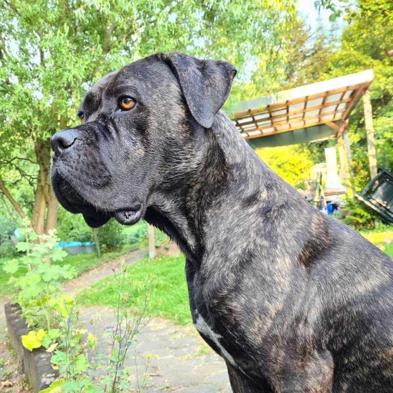 Cane Corso Boxer Mix Everything We Know About It