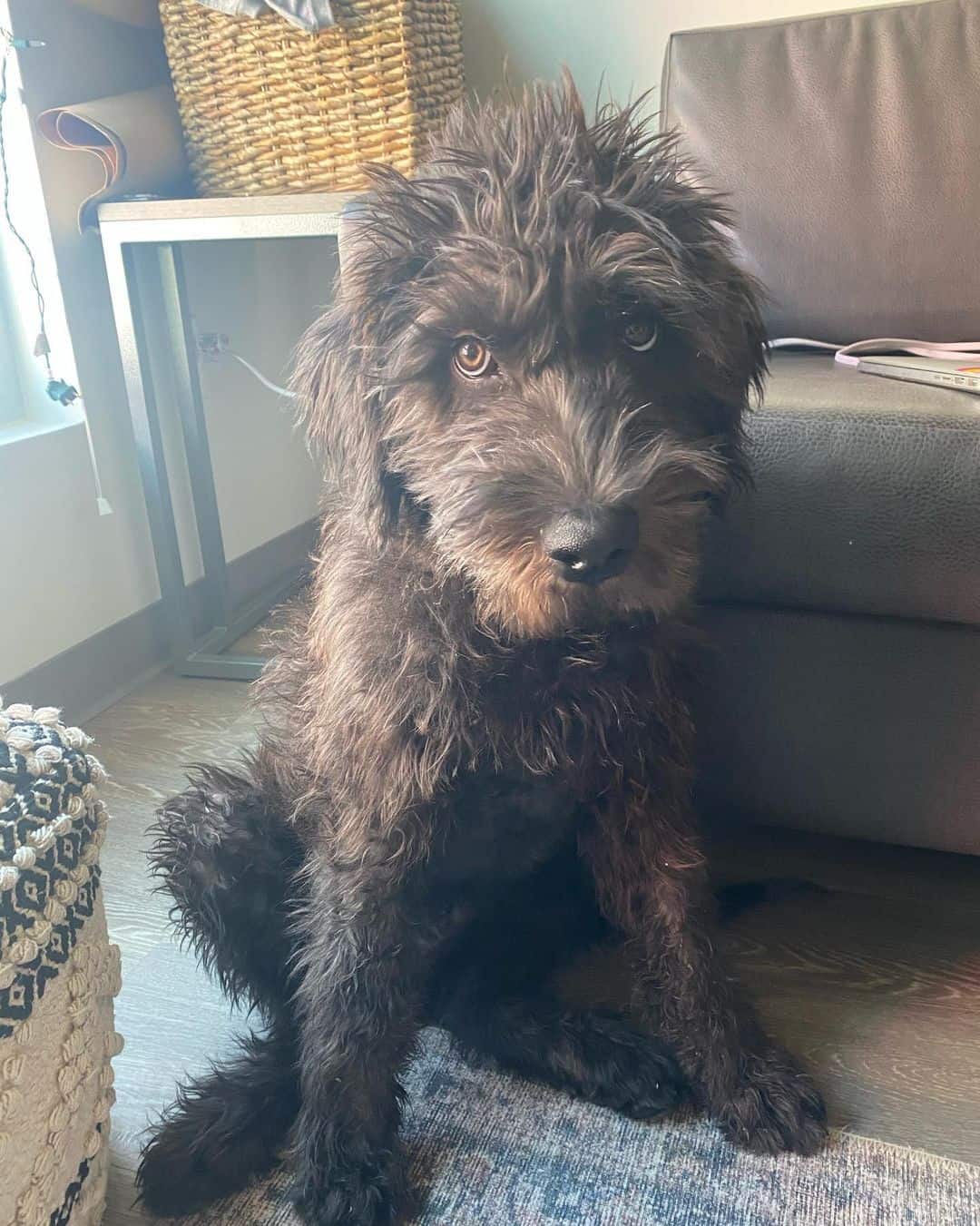 cane corso poodle mix