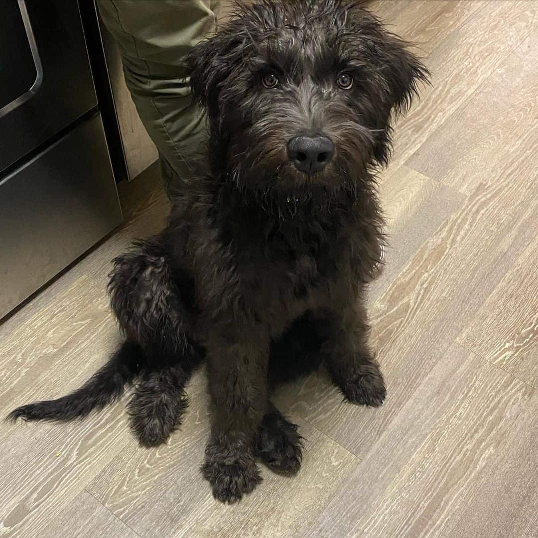 cane corso poodle mix dog looking up