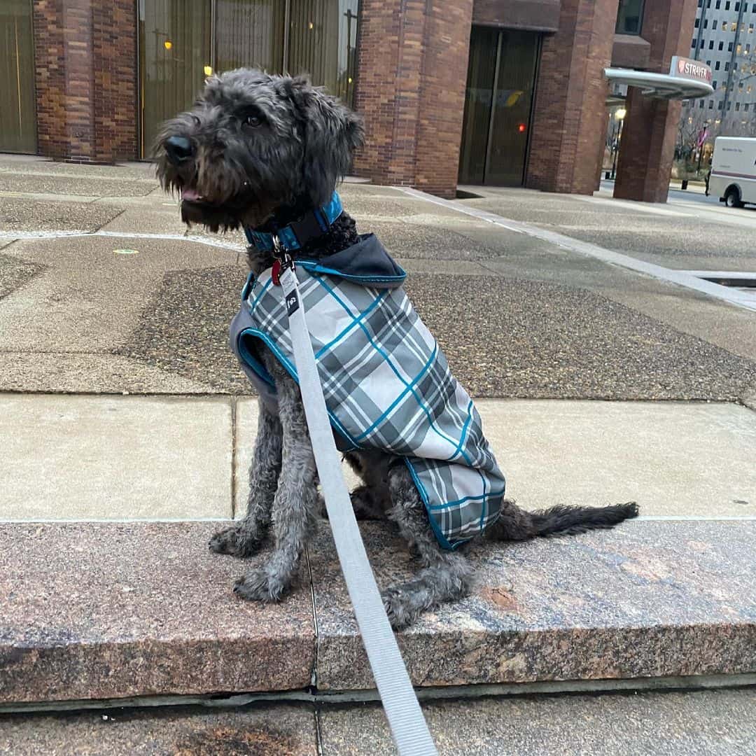 cane corso poodle mix dog