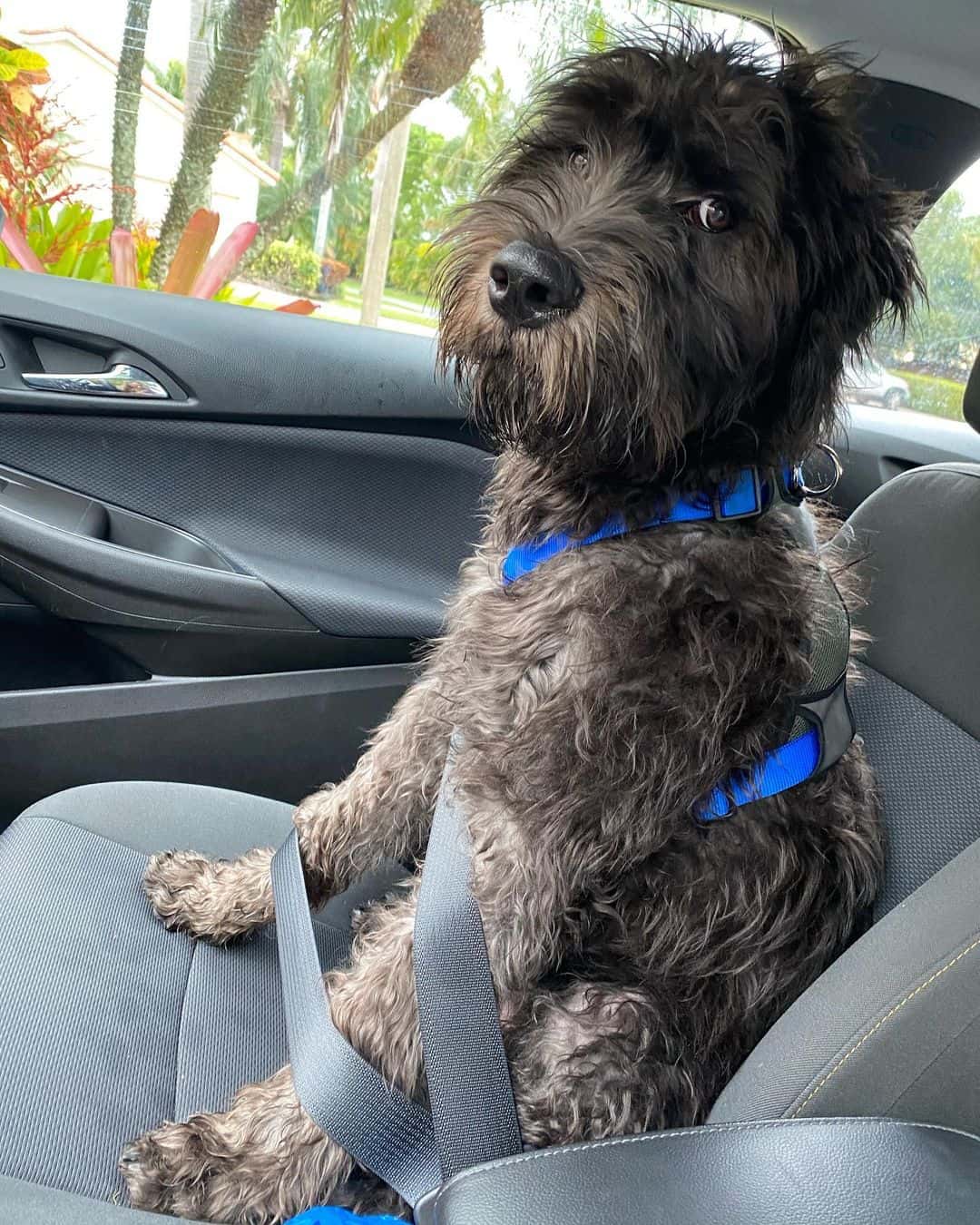 cane corso poodle mix in the car