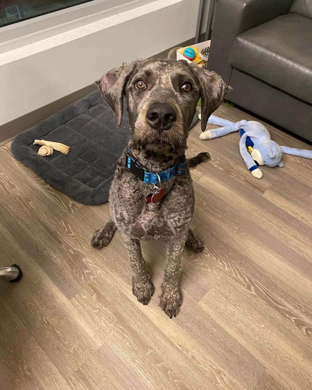 cane corso poodle mix looking up