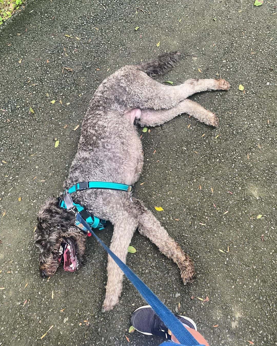 cane corso poodle mix lying in the park playing