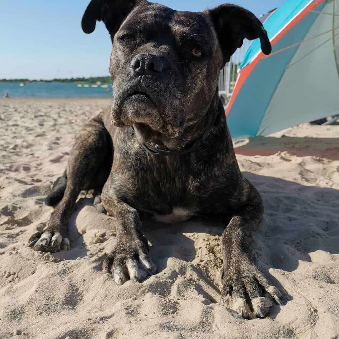 cane corxer on the beach