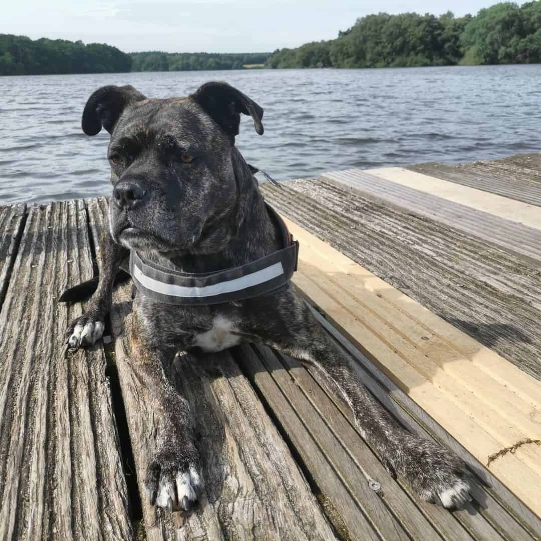 cane corxer resting by the lake