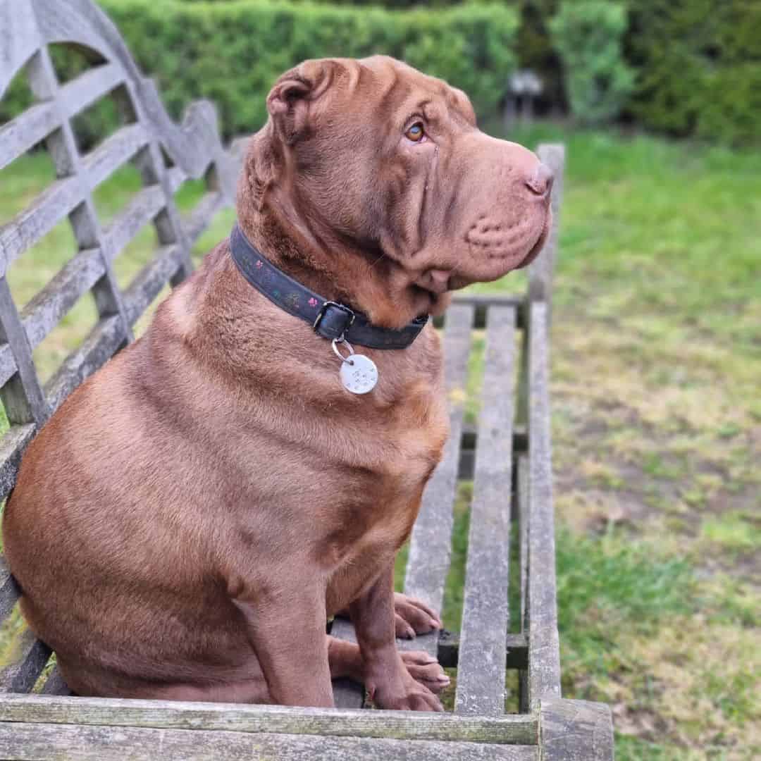 chocolate dilute shar pei