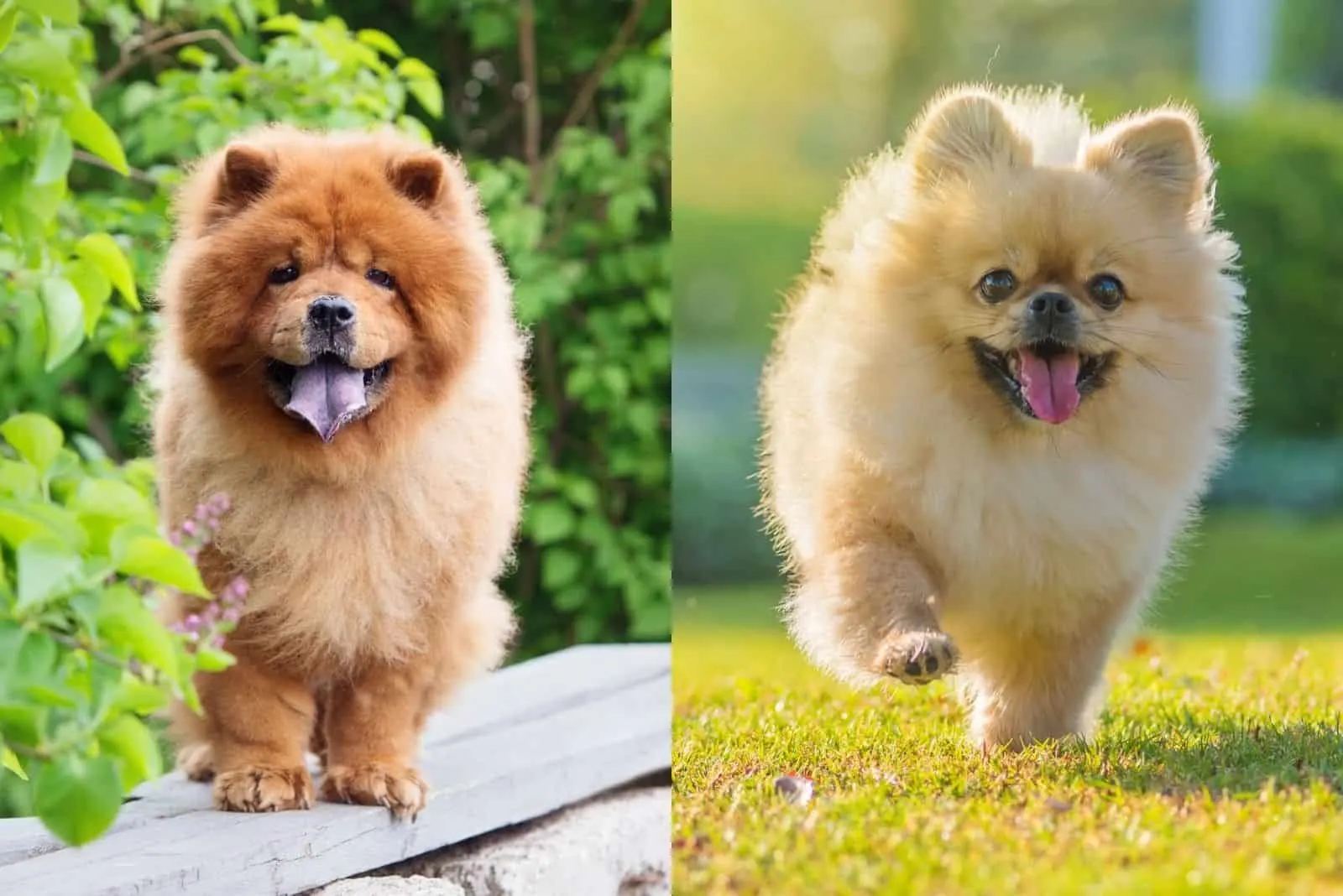 chow chow and pomeranian