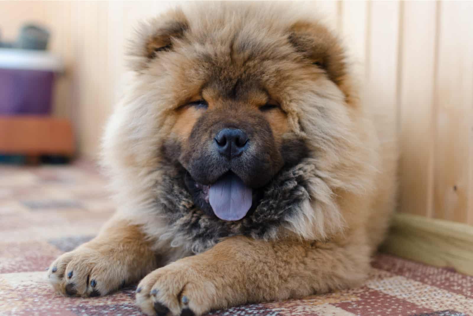 chow chow dog lying on the floor