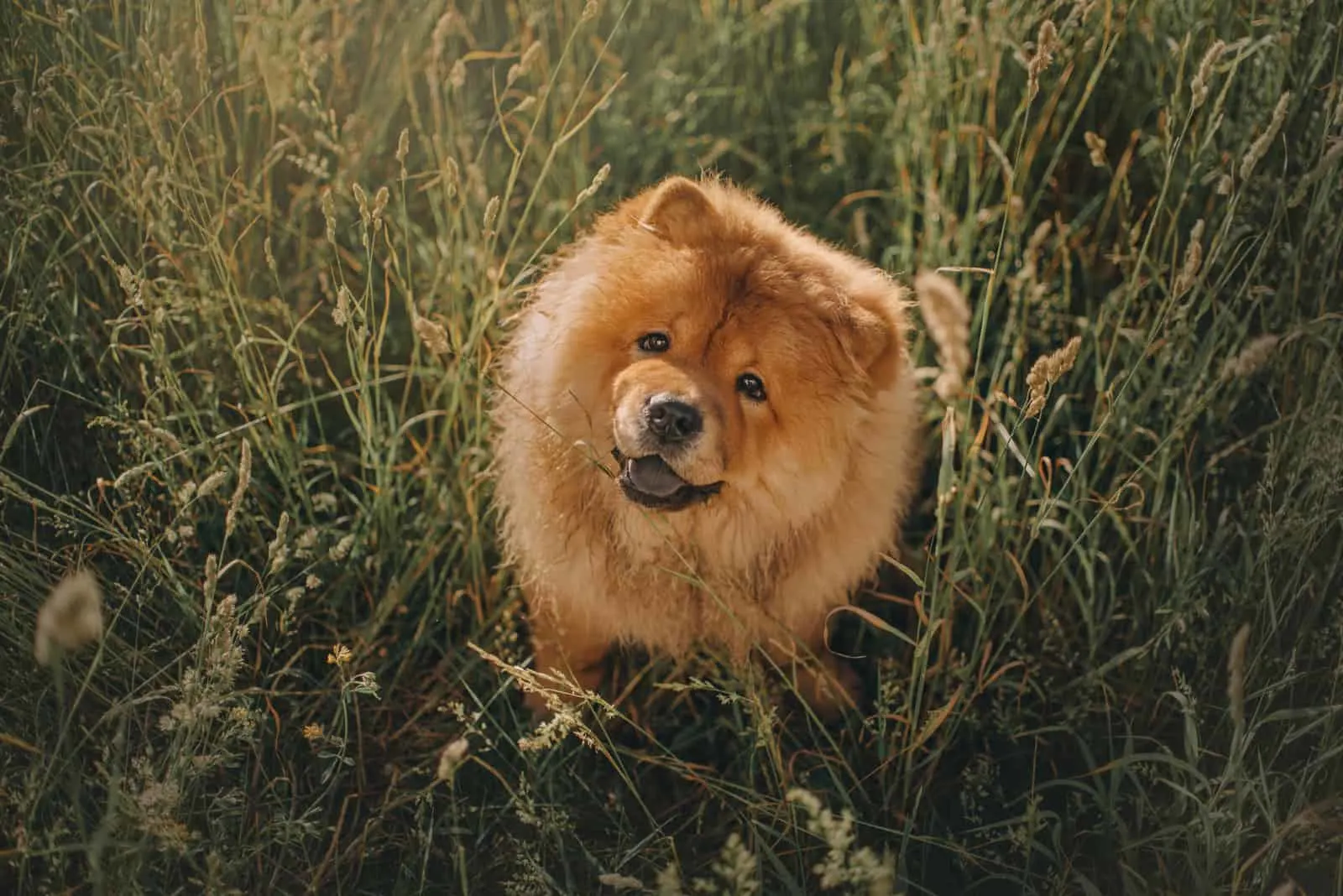 chow chow dog sitting in long grass outdoors