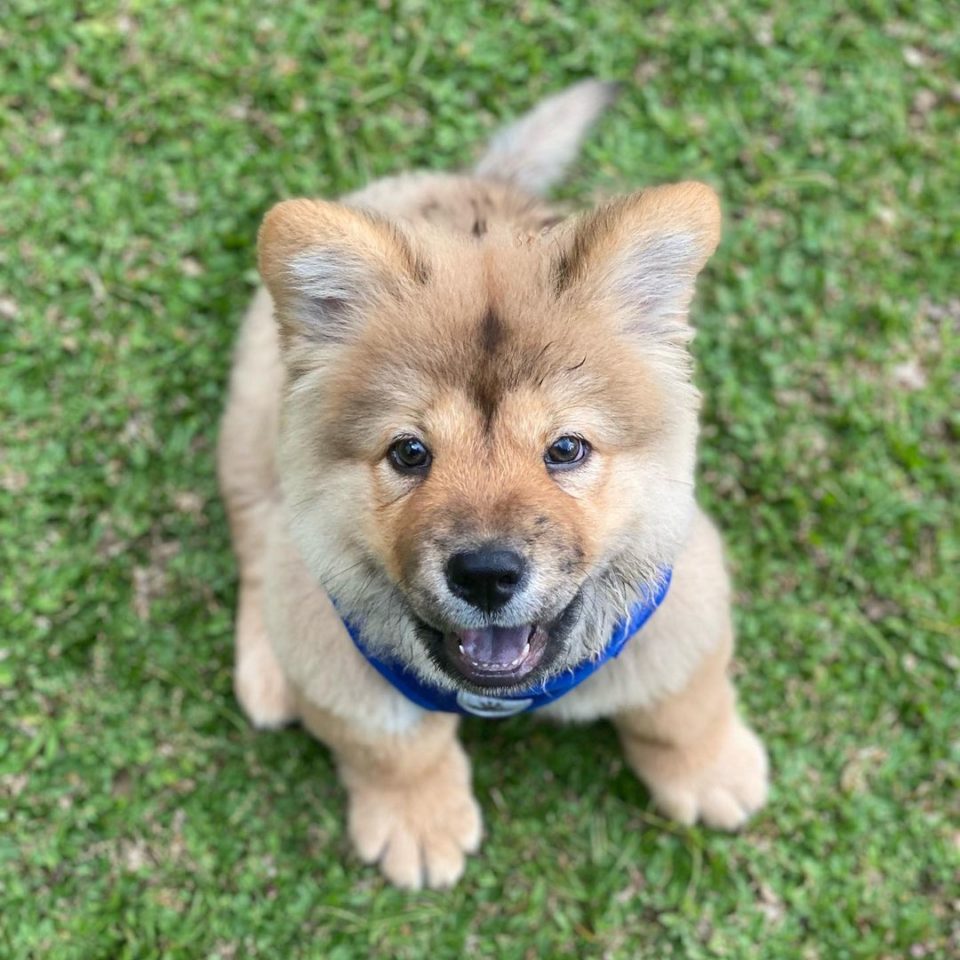Chow Chow Pomeranian Mix: Your Guide To A Cute Hybrid dog