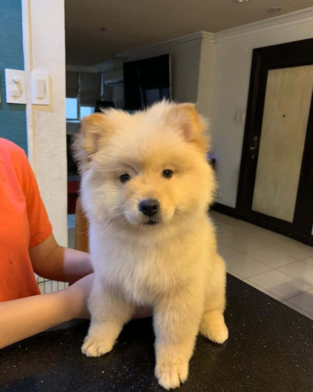 Korn Wrap Burma Chow Chow Pomeranian Mix: Your Guide To A Cute Hybrid dog