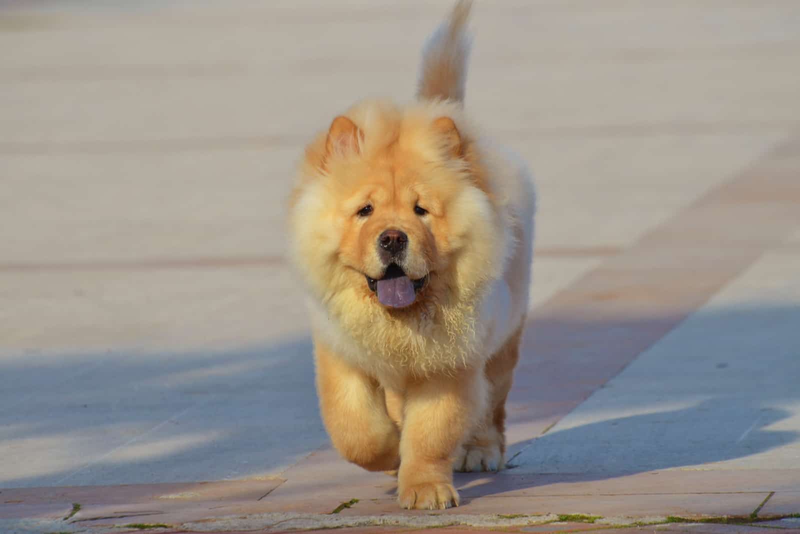 chow chow walking outdoors