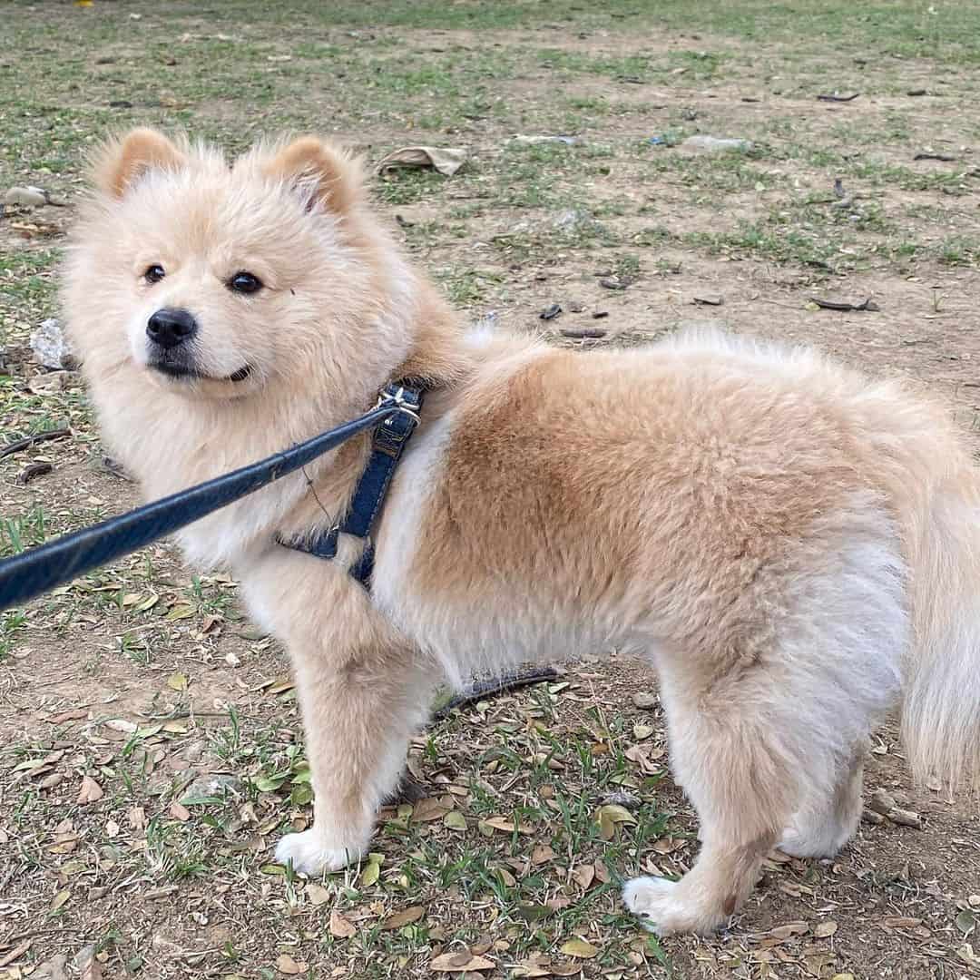 Korn Wrap Burma Chow Chow Pomeranian Mix: Your Guide To A Cute Hybrid dog