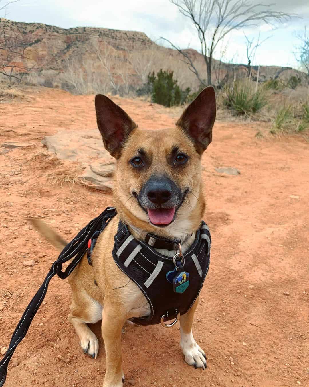 corgi malinois