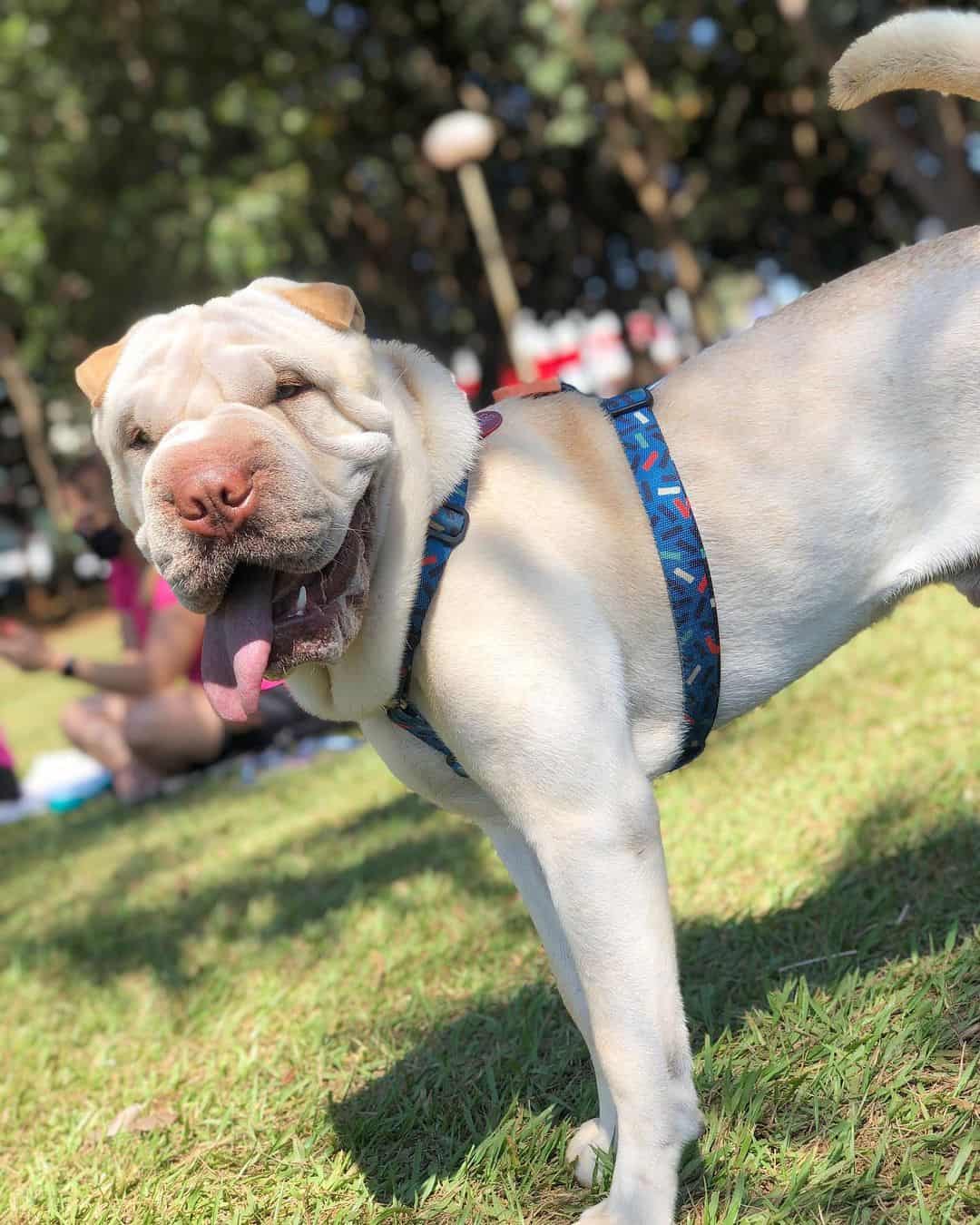 cream dilute shar pei