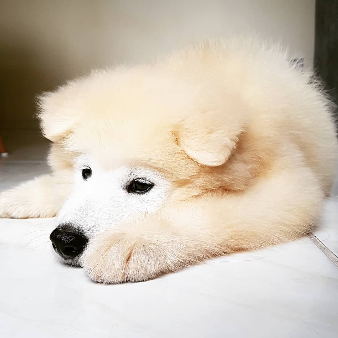 cream samoyed puppy lying indoor