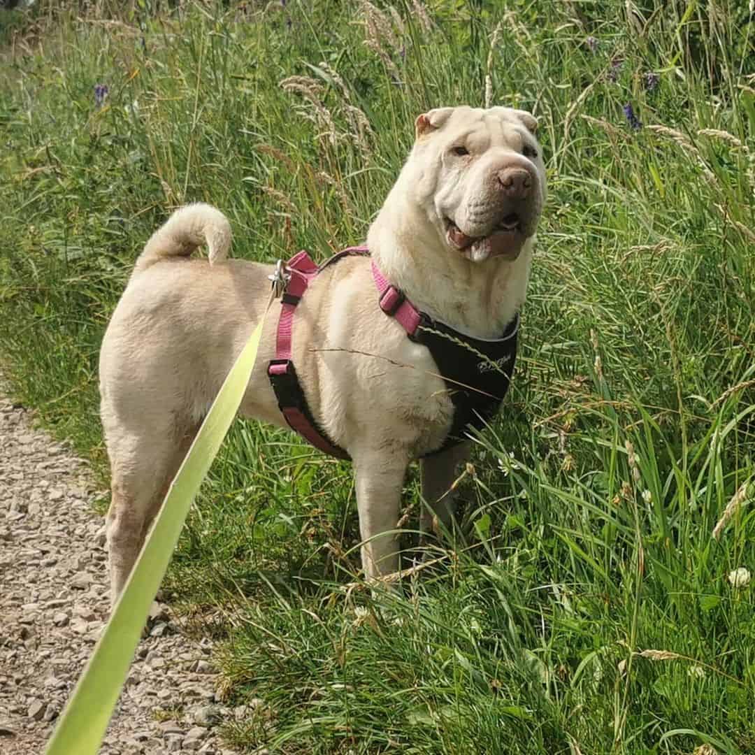 cream shar pei