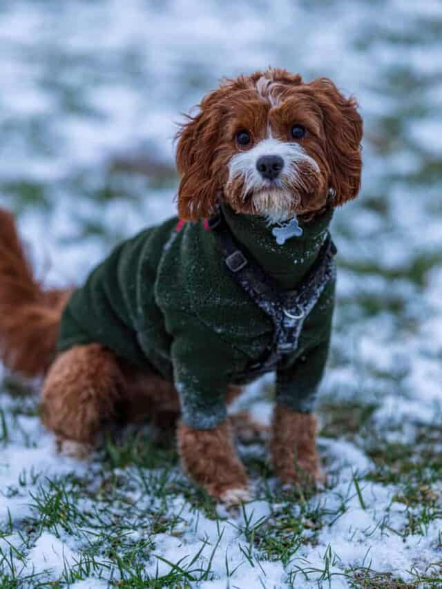 5 Cavapoo Coat Colors You'll Fall For PupVine