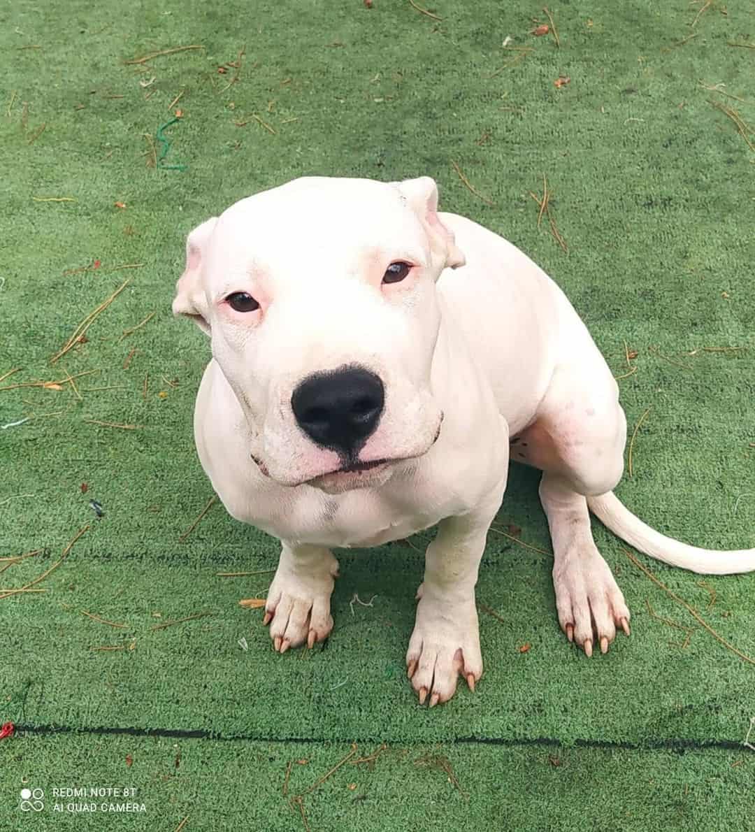 cute Dogo Argentino dog sentado ao ar livre 