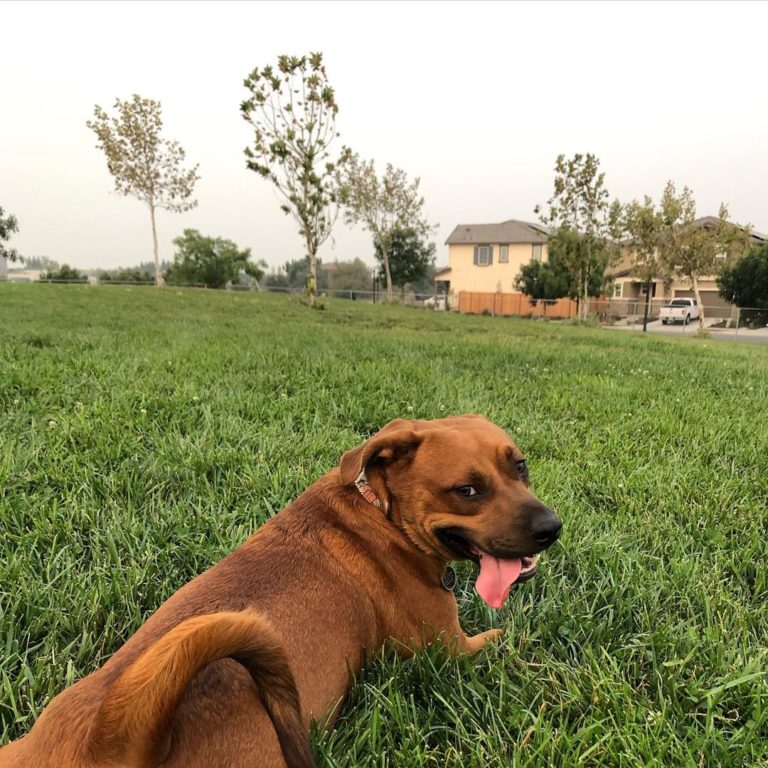 Basset Hound Pitbull Mix Get To Know This Rare Hybrid
