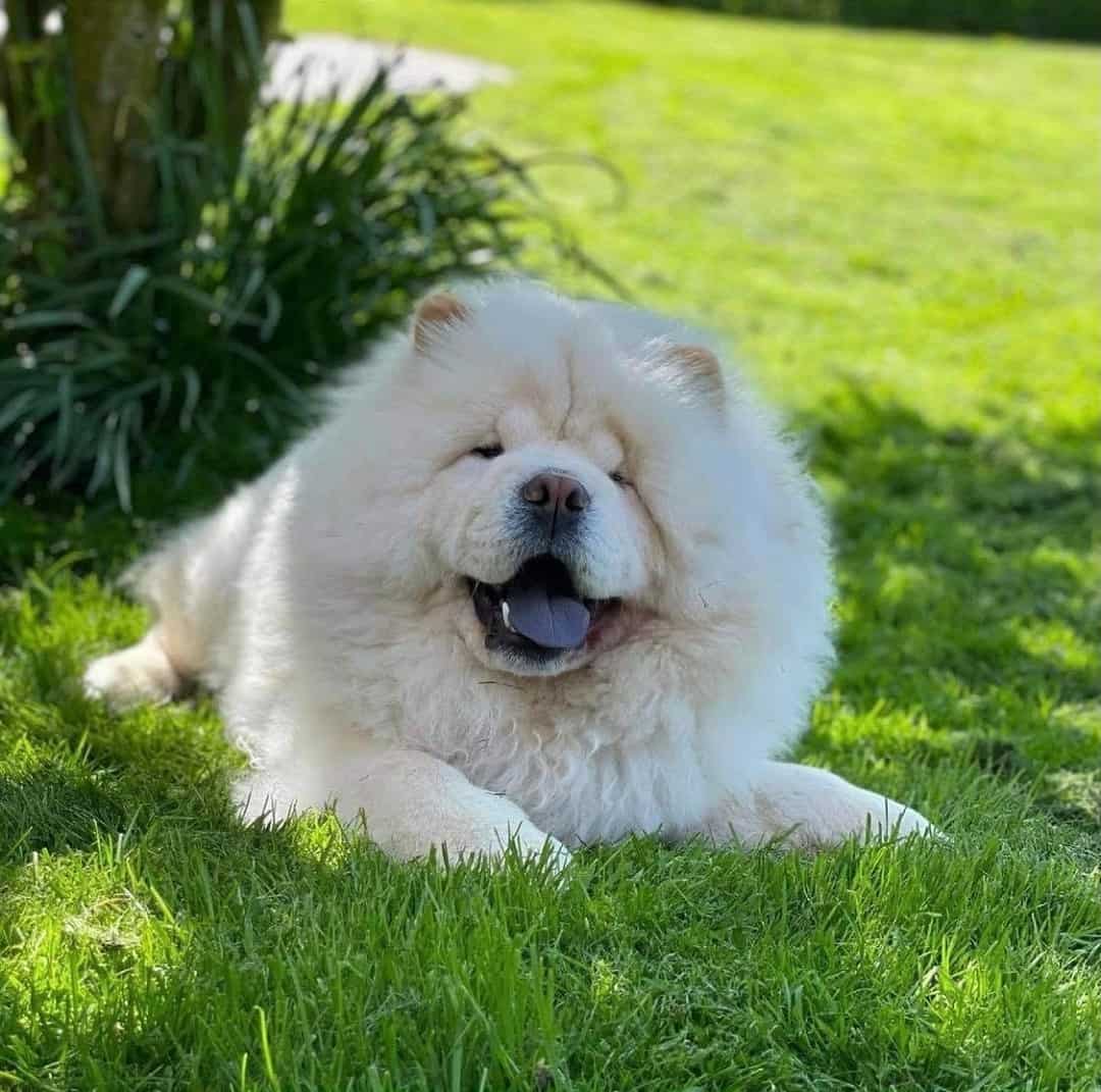 cute chow chow dog lying on the grass