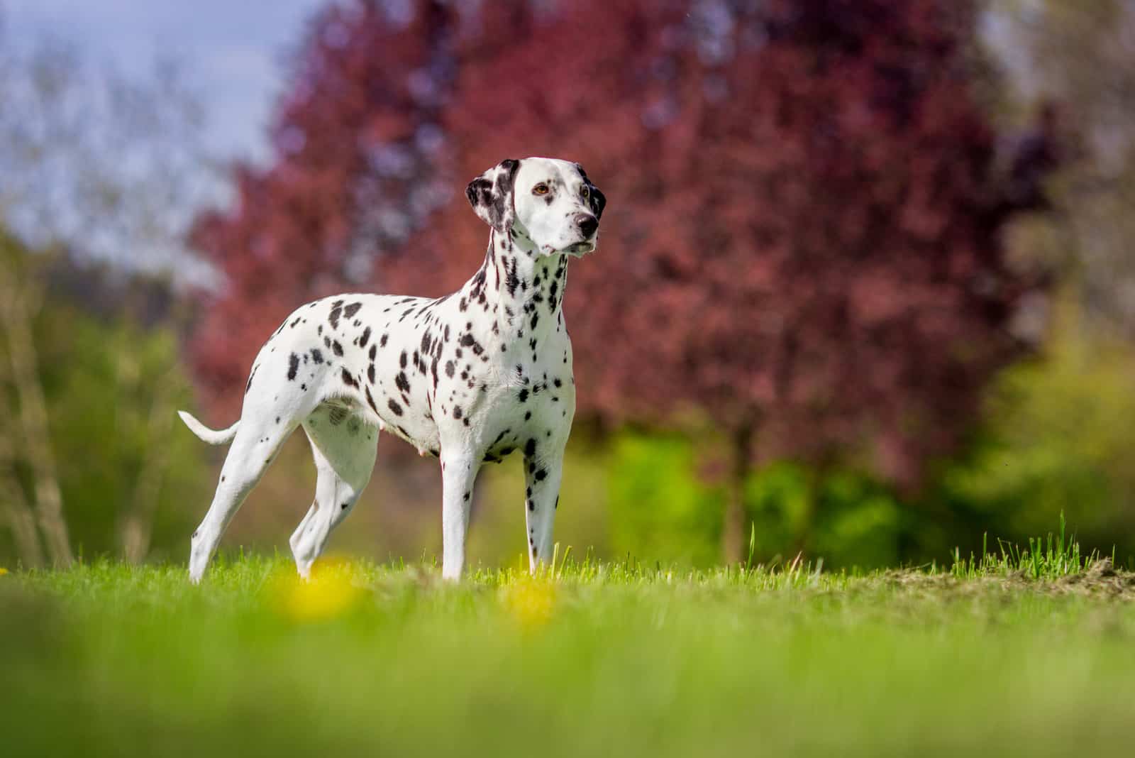 cute dalmatian dog in nature